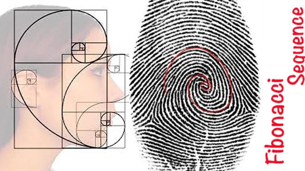 Fibonacci trong đầu tư