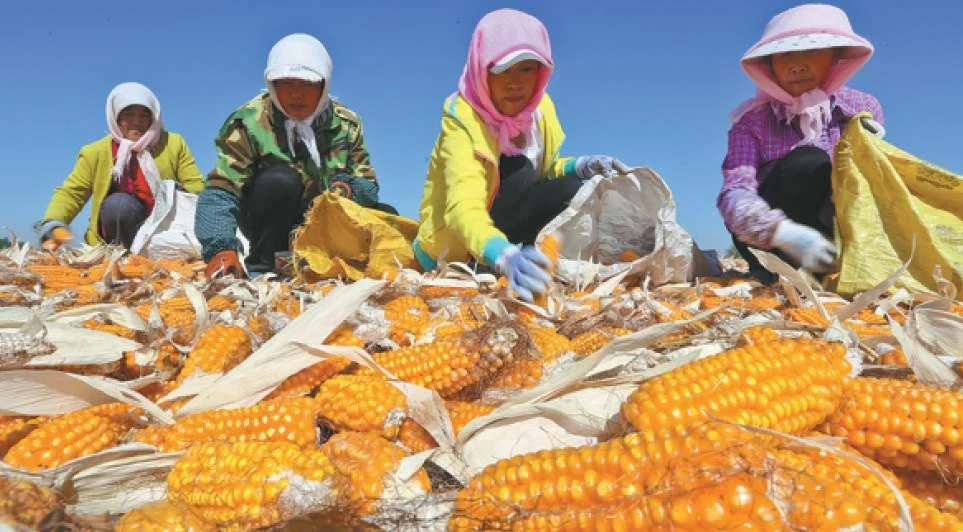 Nông dân Trung Quốc chăm sóc cây trồng