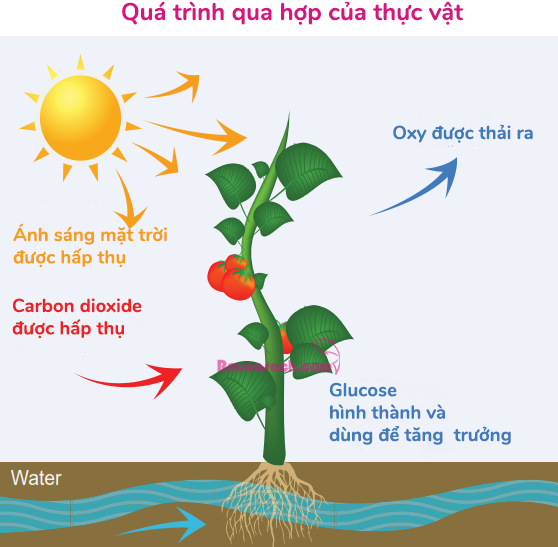 VAI TRÒ CỦA ÁNH SÁNG ĐỐI VỚI CÂY TRỒNG NÊN BIẾT