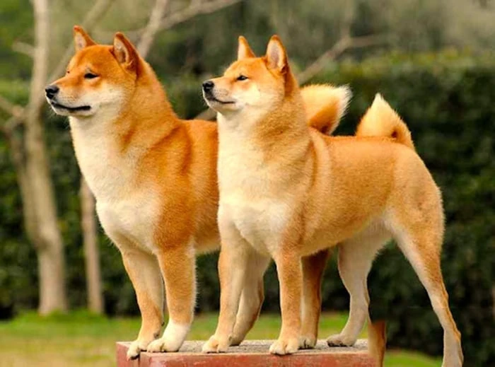 Bộ sưu tập hình ảnh đẹp của chú chó Shiba