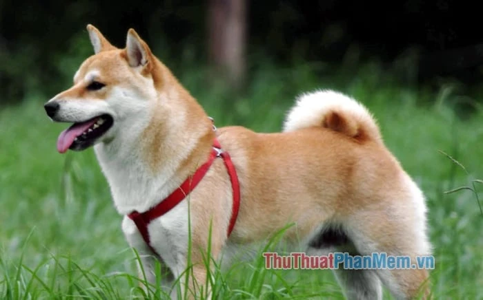 Khám Phá Vẻ Đẹp Của Chó Shiba Inu Nhật Bản