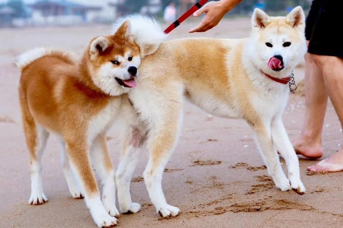 Bộ sưu tập hình ảnh đẹp của chú chó Shiba