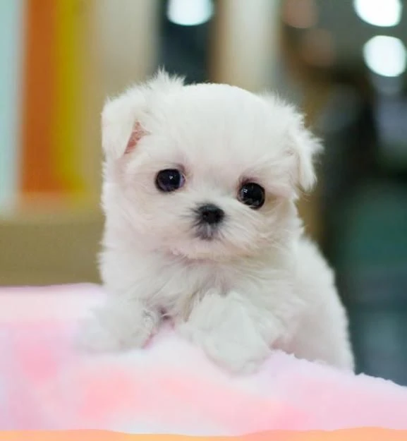 Hình ảnh đáng yêu của các loài động vật