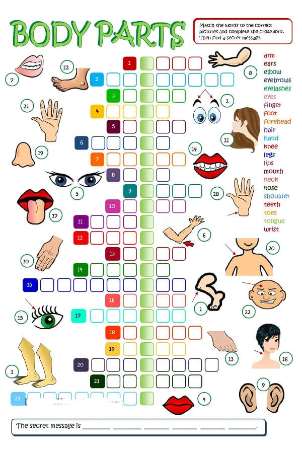 Tất cả từ vựng tiếng Anh về bộ phận cơ thể người