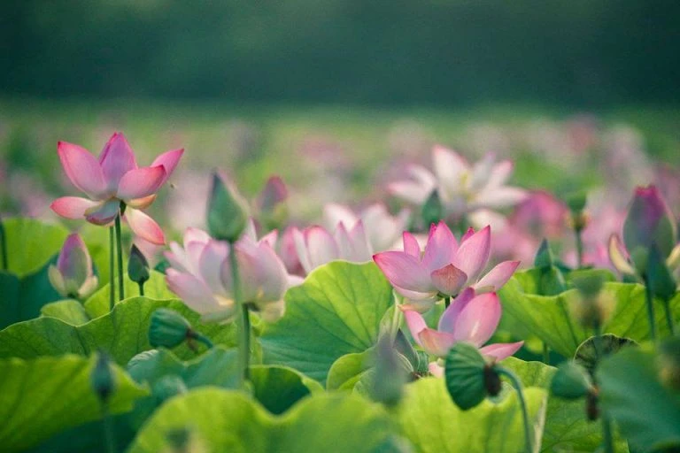 Đầm sen khổng lồ ở Hang Múa, Ninh Bình vẫn chưa hết HOT