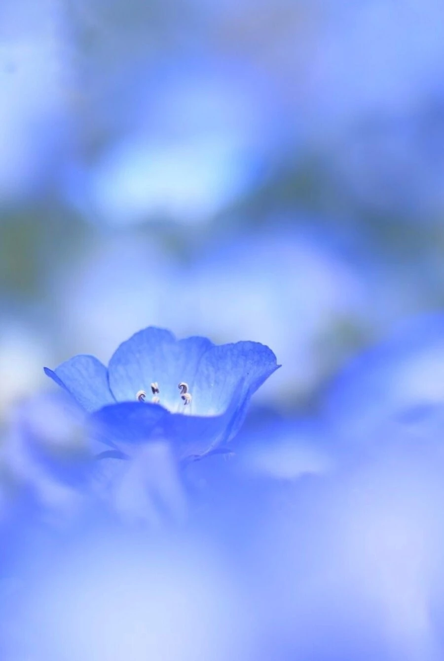 Top Những Mẫu Ảnh Thiên Nhiên Đẹp Nhất Chuẩn Full 4K