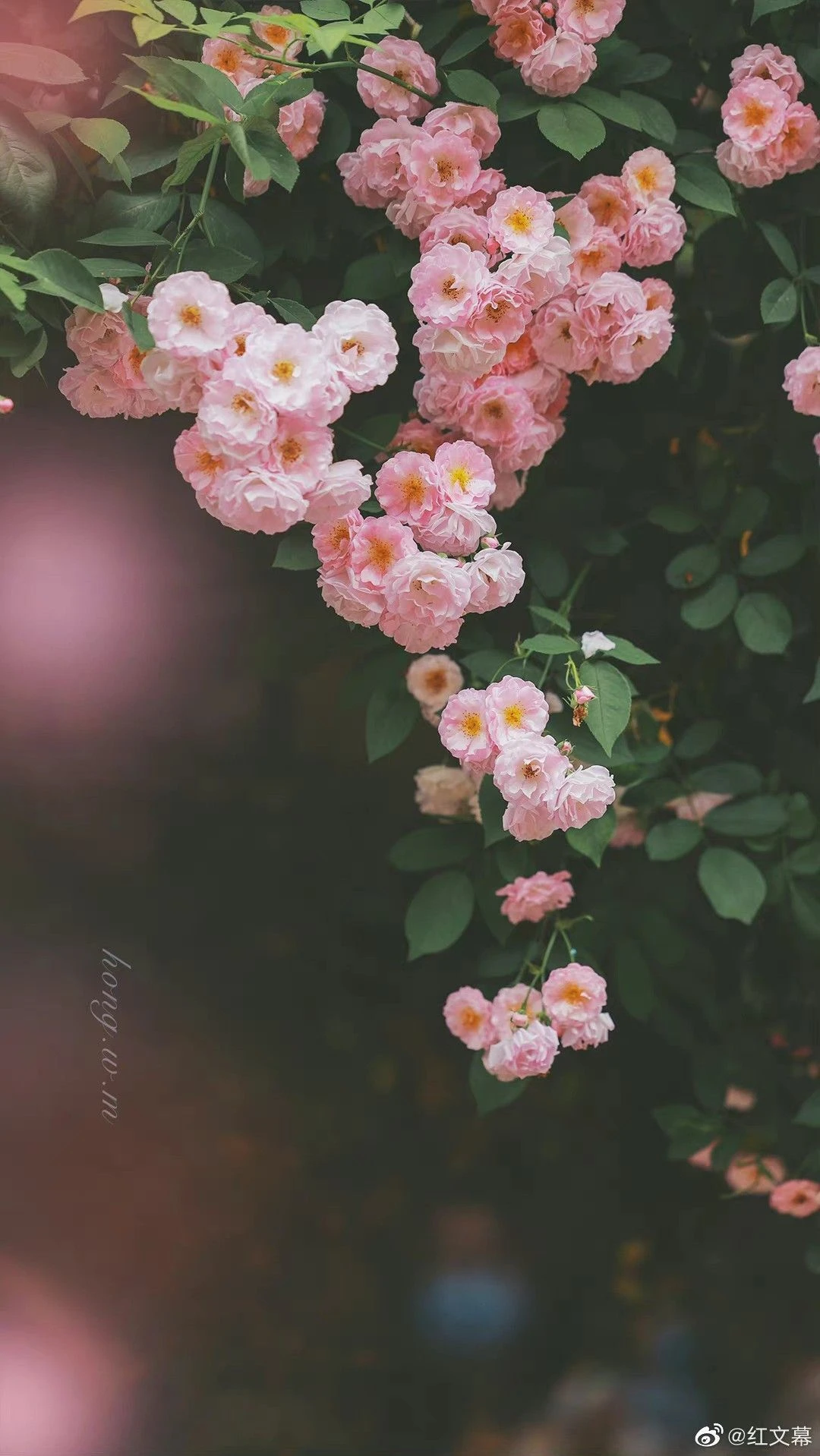 Top Những Mẫu Ảnh Thiên Nhiên Đẹp Nhất Chuẩn Full 4K