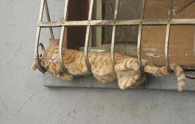 Bộ sưu tập tranh ngủ độc đáo, dễ thương và hài hước