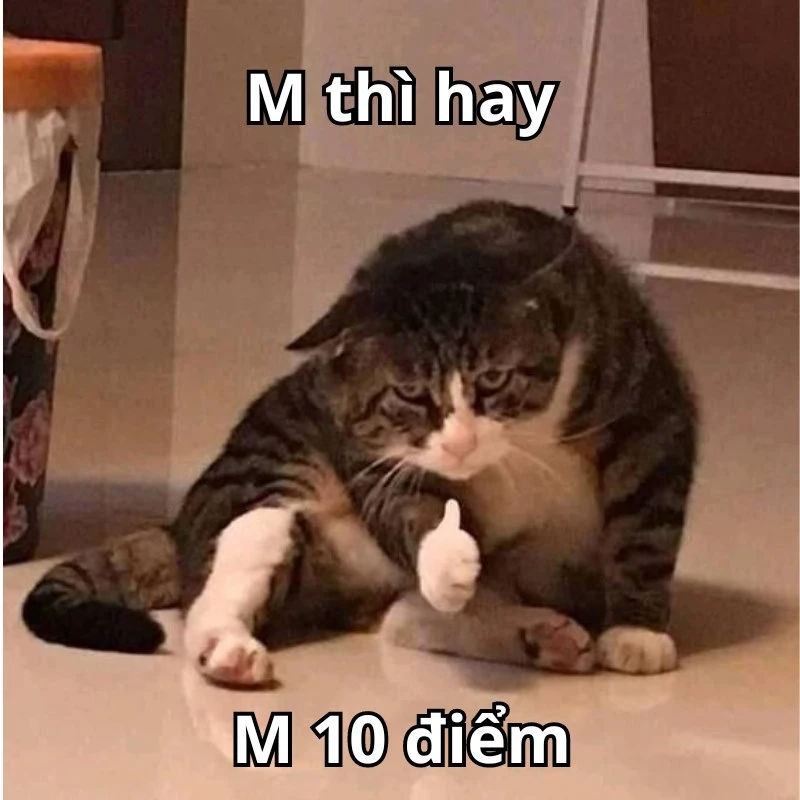 Bộ ảnh meme 10 điểm hài hước, bao đa dạng