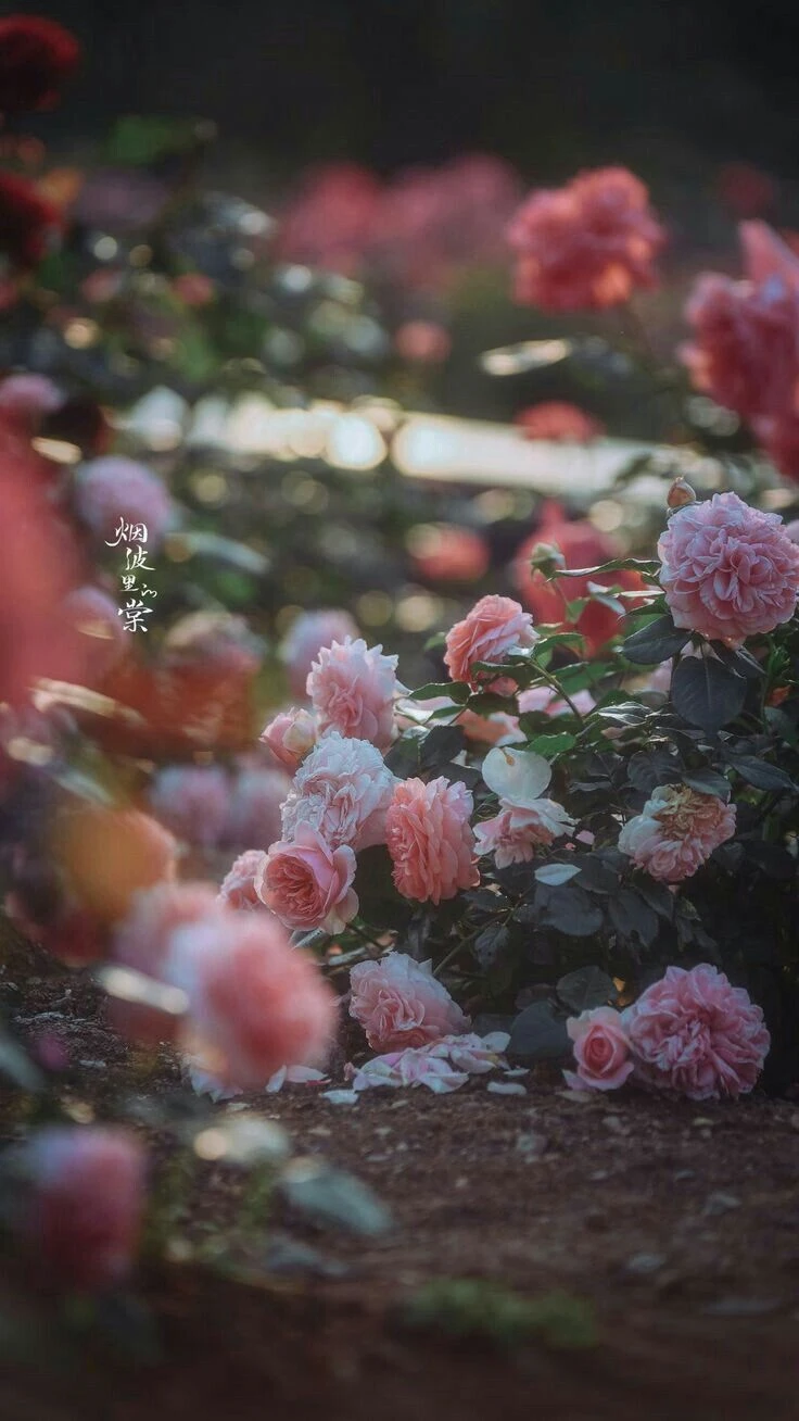 Top Những Mẫu Ảnh Thiên Nhiên Đẹp Nhất Chuẩn Full 4K