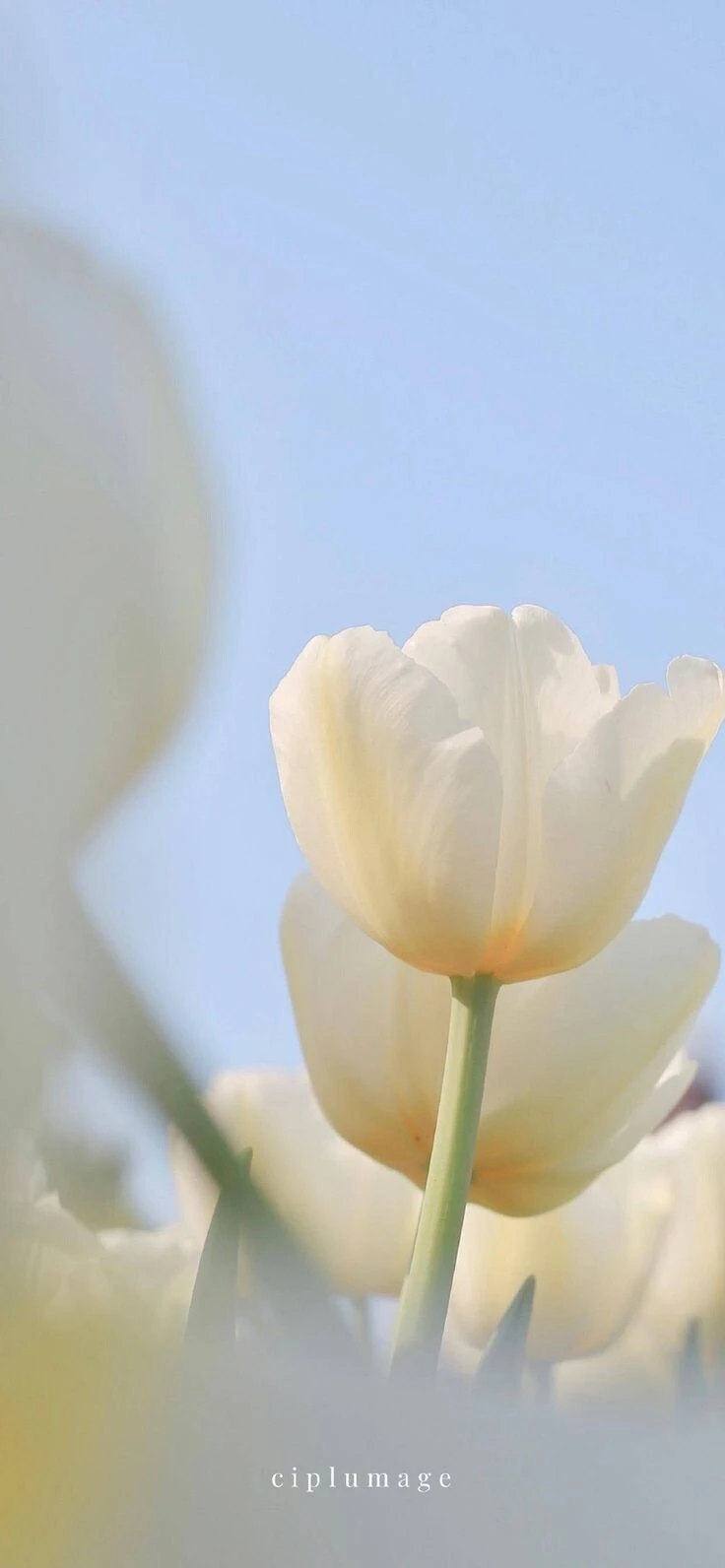 Top Những Mẫu Ảnh Thiên Nhiên Đẹp Nhất Chuẩn Full 4K