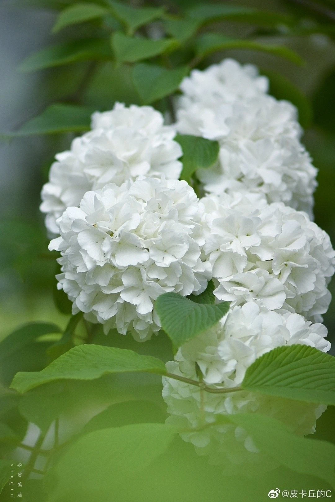 Top Những Mẫu Ảnh Thiên Nhiên Đẹp Nhất Chuẩn Full 4K