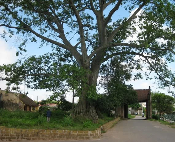 Ảnh đẹp: Hòa mình vào Vẻ đẹp của Làng Quê Việt Nam - Bộ sưu tập hình ảnh tuyệt vời