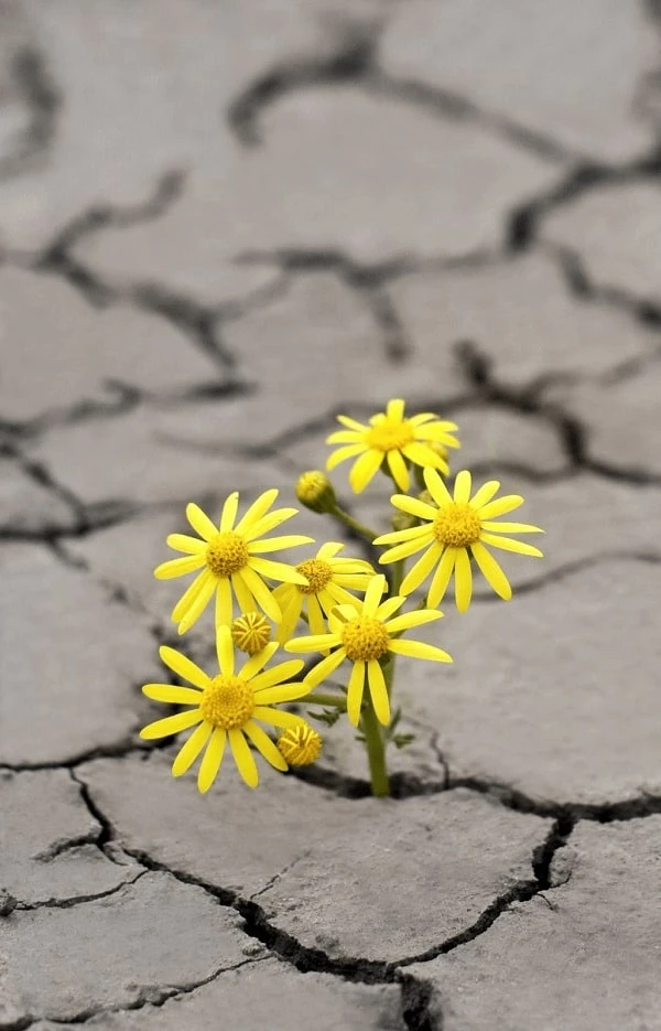 Tổng hợp 50+ hình ảnh truyền cảm hứng học tập đẹp nhất - Số Học Mặt Trời