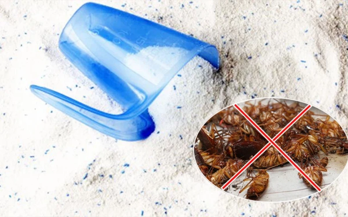 11 cách đuổi sạch gián cực kì hiệu quả