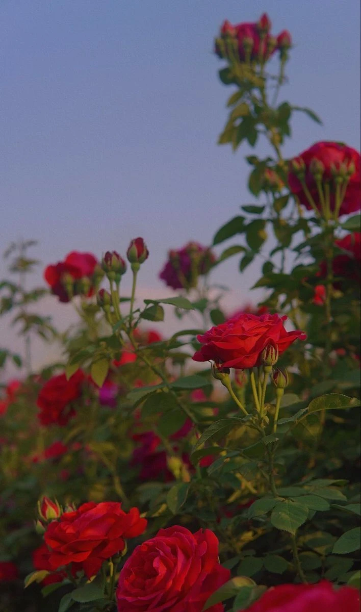 Top Những Mẫu Ảnh Thiên Nhiên Đẹp Nhất Chuẩn Full 4K