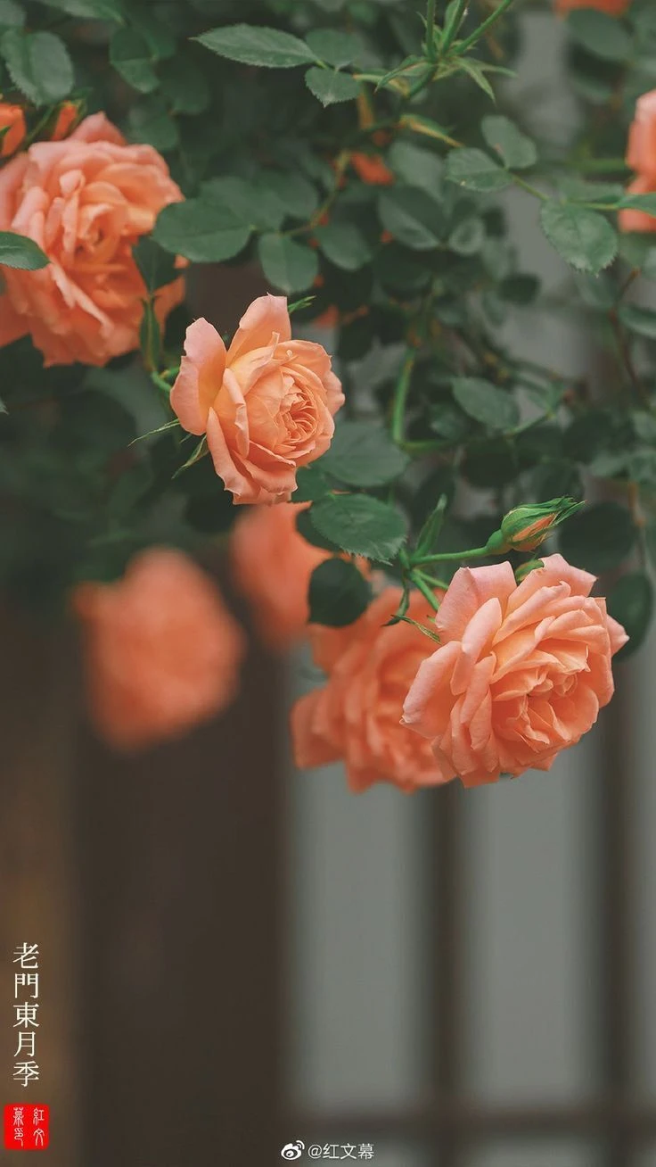 Top Những Mẫu Ảnh Thiên Nhiên Đẹp Nhất Chuẩn Full 4K