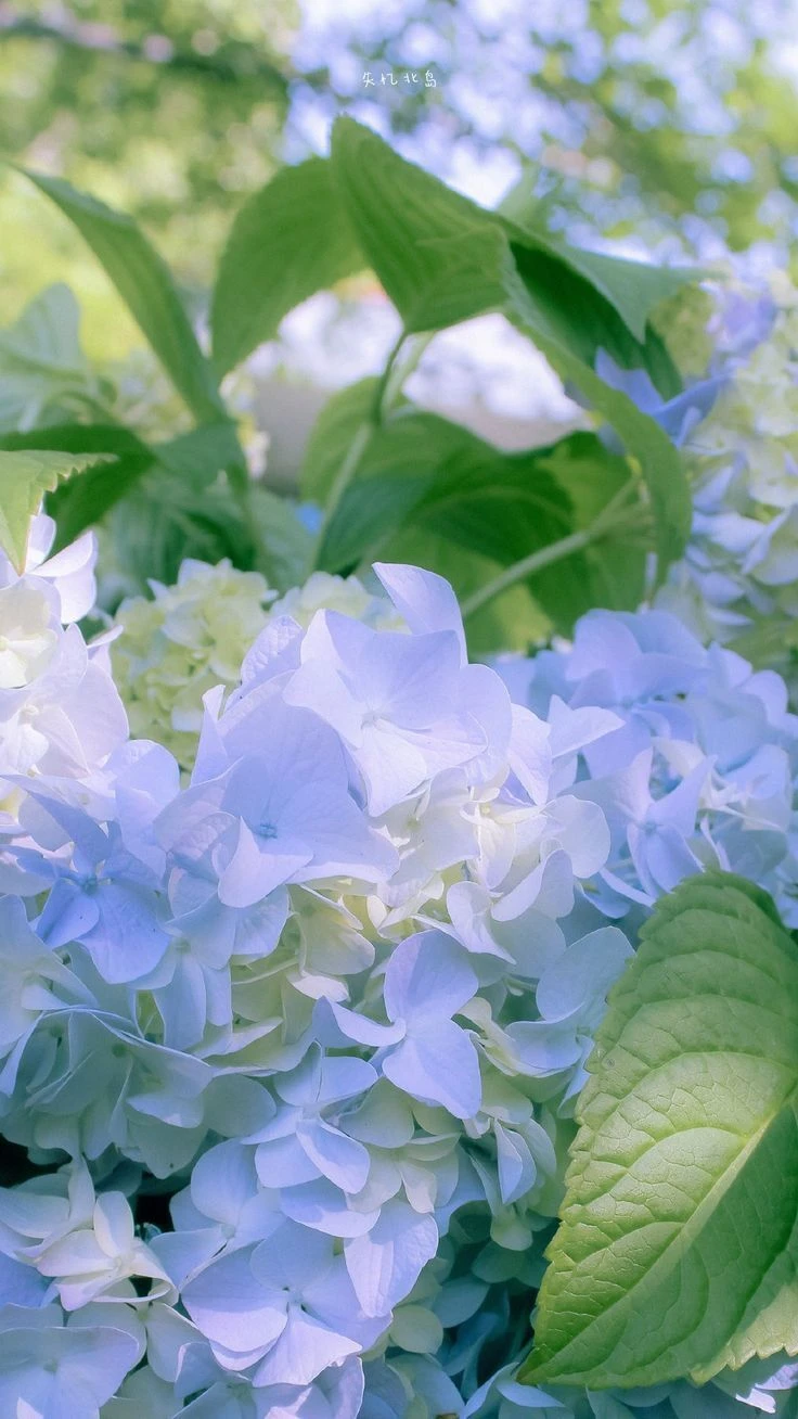 Top Những Mẫu Ảnh Thiên Nhiên Đẹp Nhất Chuẩn Full 4K