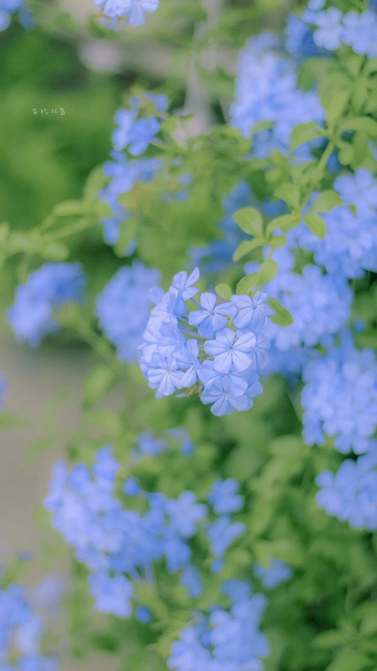 Top Những Mẫu Ảnh Thiên Nhiên Đẹp Nhất Chuẩn Full 4K