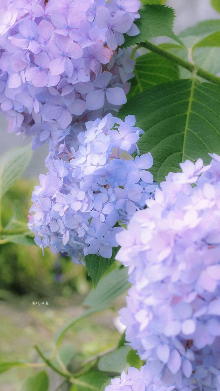 Top Những Mẫu Ảnh Thiên Nhiên Đẹp Nhất Chuẩn Full 4K