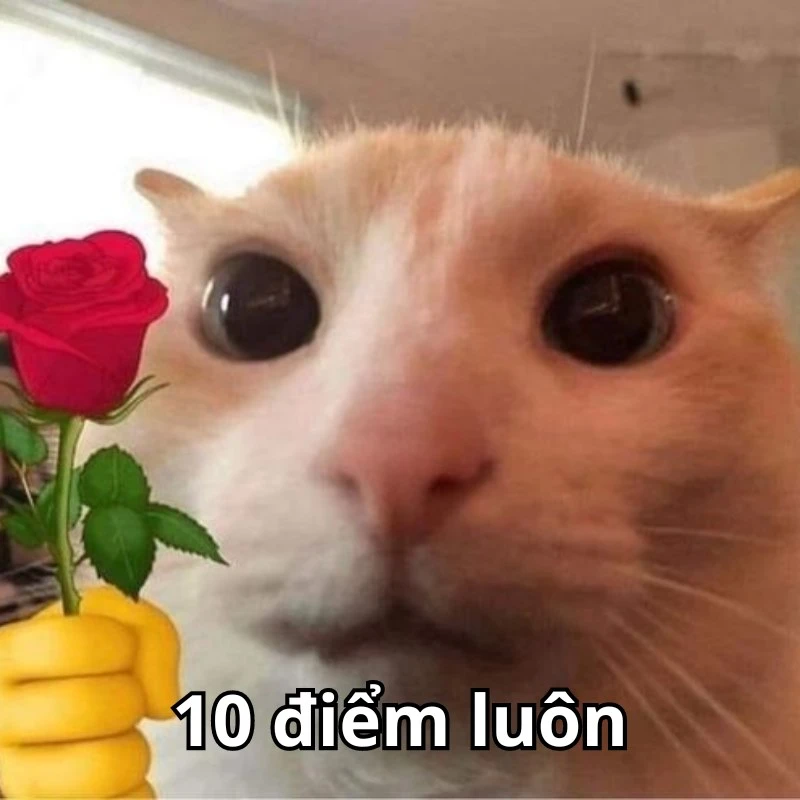 Bộ ảnh meme 10 điểm hài hước, bao đa dạng