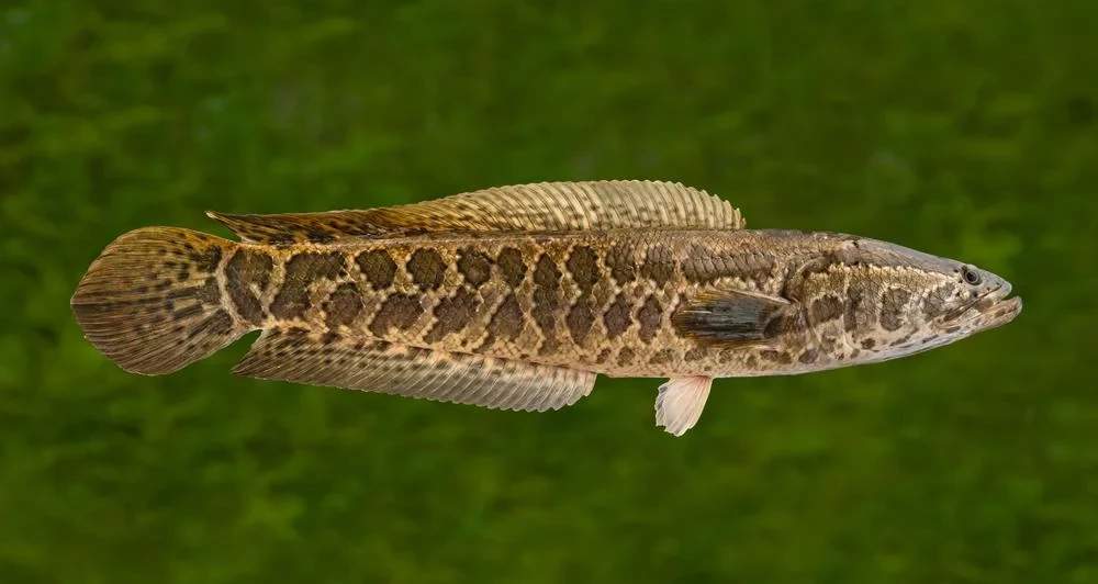 Cách đập cá lóc vào chân để con nhanh biết đi thực hư thế nào?