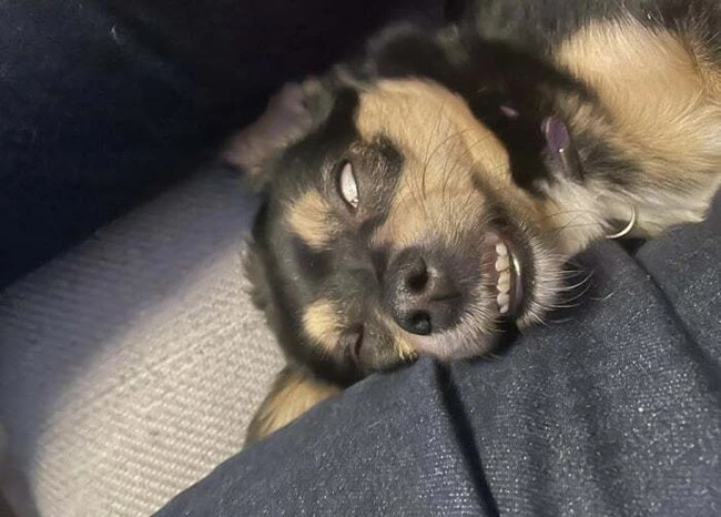 Bộ sưu tập tranh ngủ độc đáo, dễ thương và hài hước