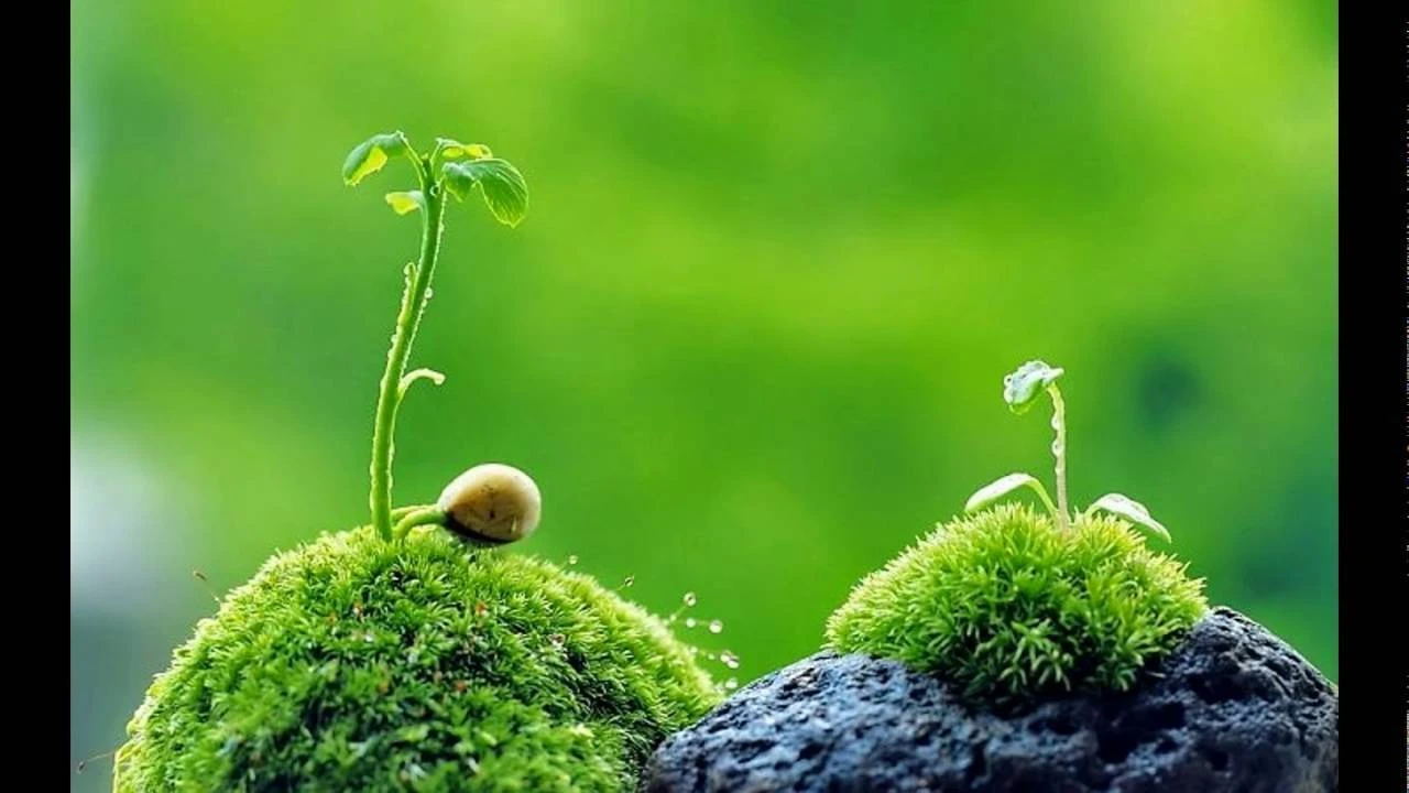 Top Những Mẫu Ảnh Thiên Nhiên Đẹp Nhất Chuẩn Full 4K