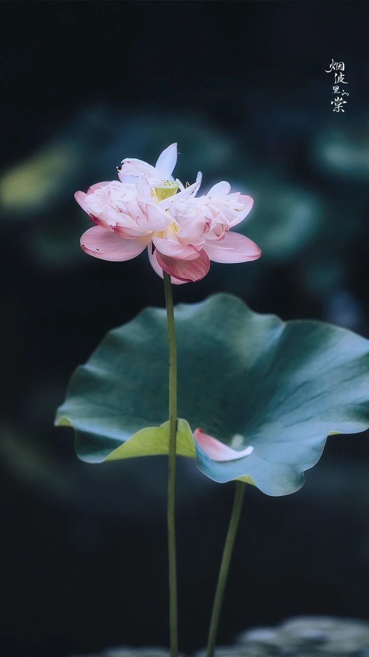 Top Những Mẫu Ảnh Thiên Nhiên Đẹp Nhất Chuẩn Full 4K