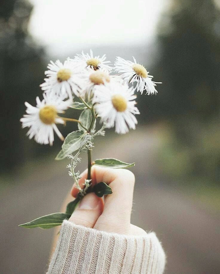 Top Những Mẫu Ảnh Thiên Nhiên Đẹp Nhất Chuẩn Full 4K