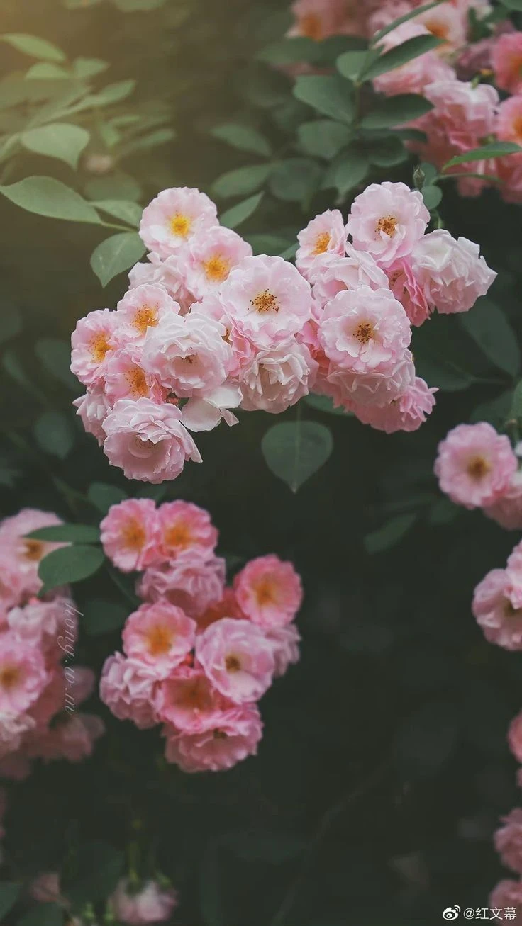 Top Những Mẫu Ảnh Thiên Nhiên Đẹp Nhất Chuẩn Full 4K