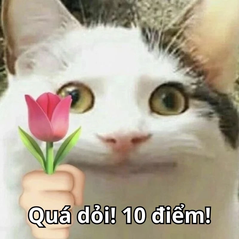 Bộ ảnh meme 10 điểm hài hước, bao đa dạng