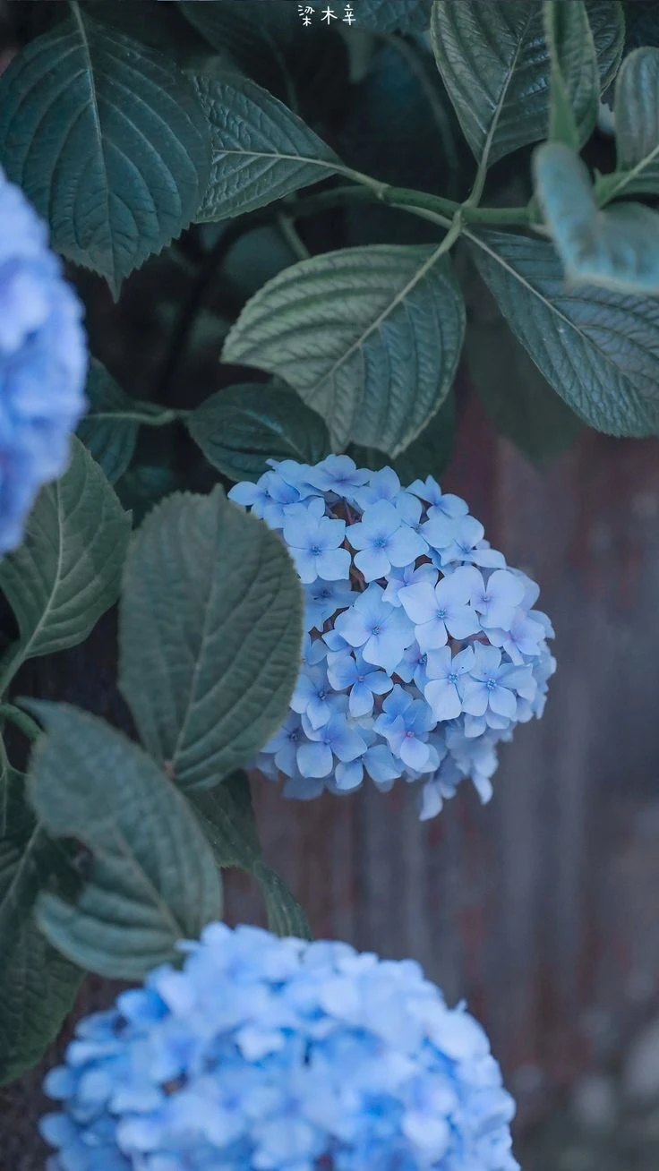 Top Những Mẫu Ảnh Thiên Nhiên Đẹp Nhất Chuẩn Full 4K