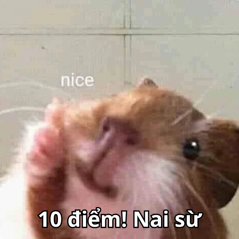 Bộ ảnh meme 10 điểm hài hước, bao đa dạng