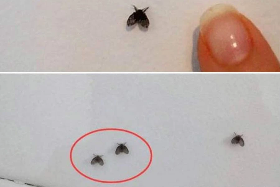 Tổng Hợp 5 Cách Đuổi Bồ Hóng Hiệu Quả Nhanh Chóng Nhất 2023