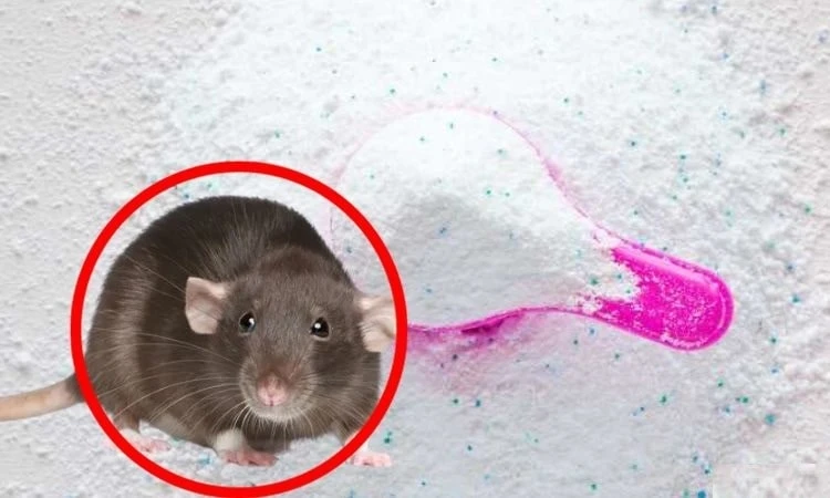 Cách đuổi chuột bằng bột giặt đơn giản không ai ngờ tới