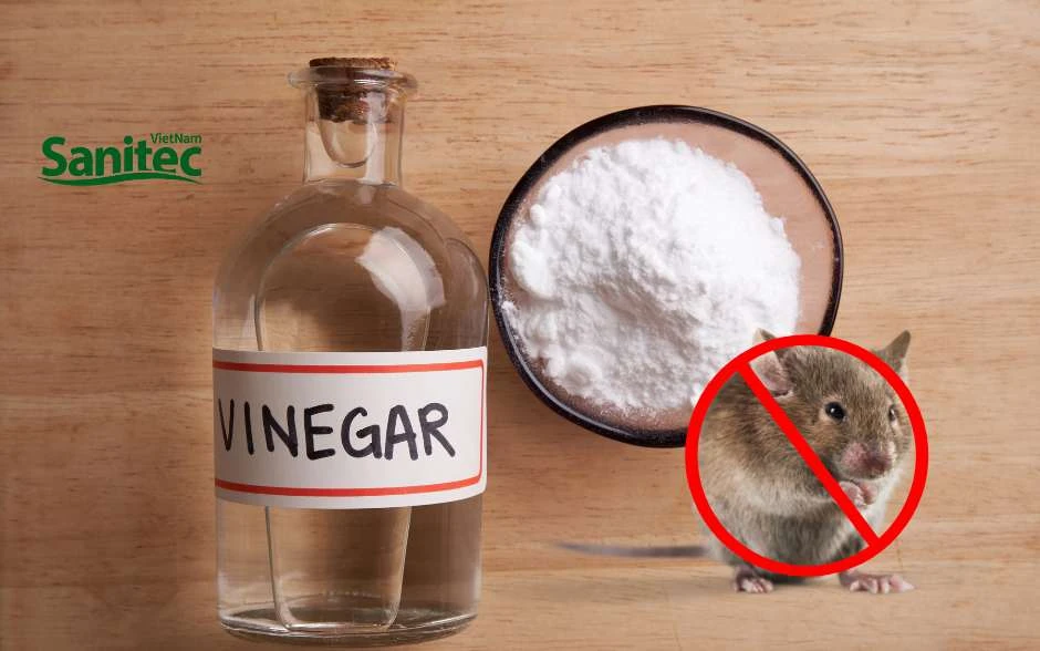 HƯỚNG DẪN 10 CÁCH ĐUỔI CHUỘT HIỆU QUẢ VĨNH VIỄN MÀ AI CŨNG NÊN BIẾT