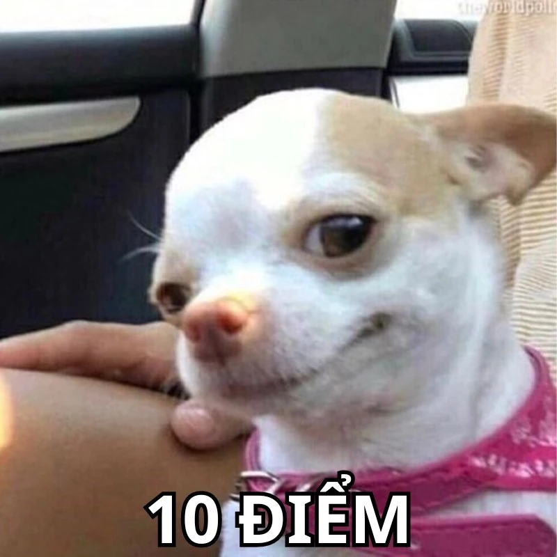 Bộ ảnh meme 10 điểm hài hước, bao đa dạng