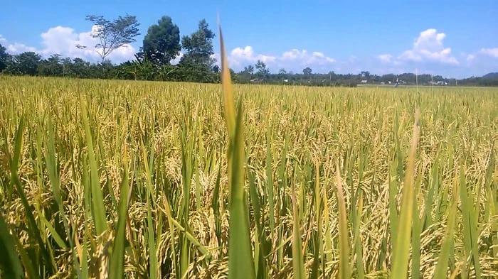 Hình nền đẹp cho máy tính năm 2024