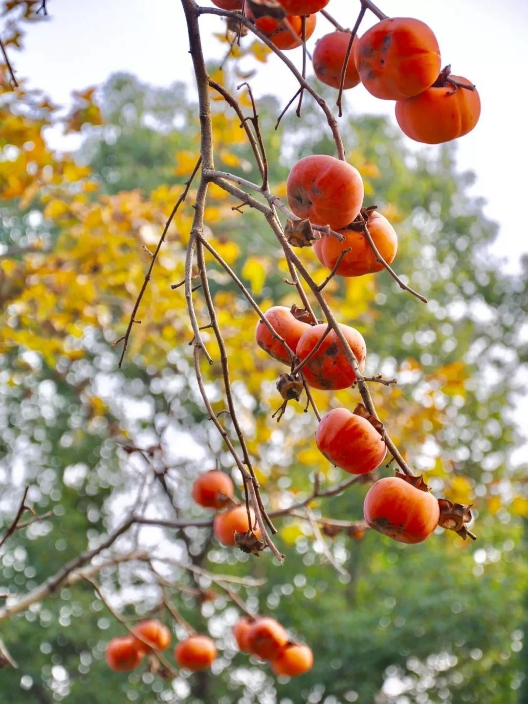 Top Những Mẫu Ảnh Thiên Nhiên Đẹp Nhất Chuẩn Full 4K