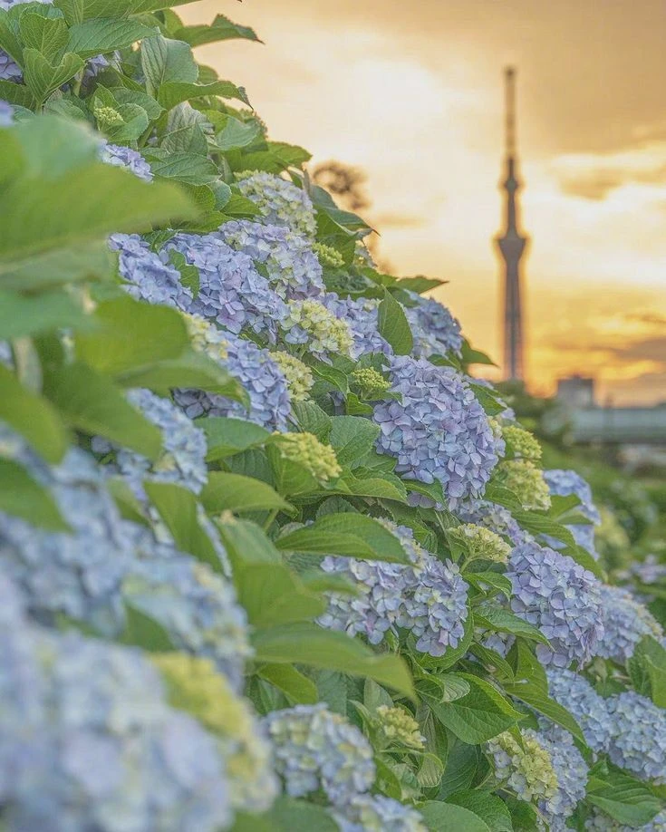 Top Những Mẫu Ảnh Thiên Nhiên Đẹp Nhất Chuẩn Full 4K