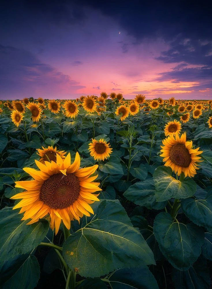 Top Những Mẫu Ảnh Thiên Nhiên Đẹp Nhất Chuẩn Full 4K