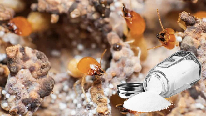 Làm sao để diệt mối tận gốc? Mách bạn 5 cách hiệu quả