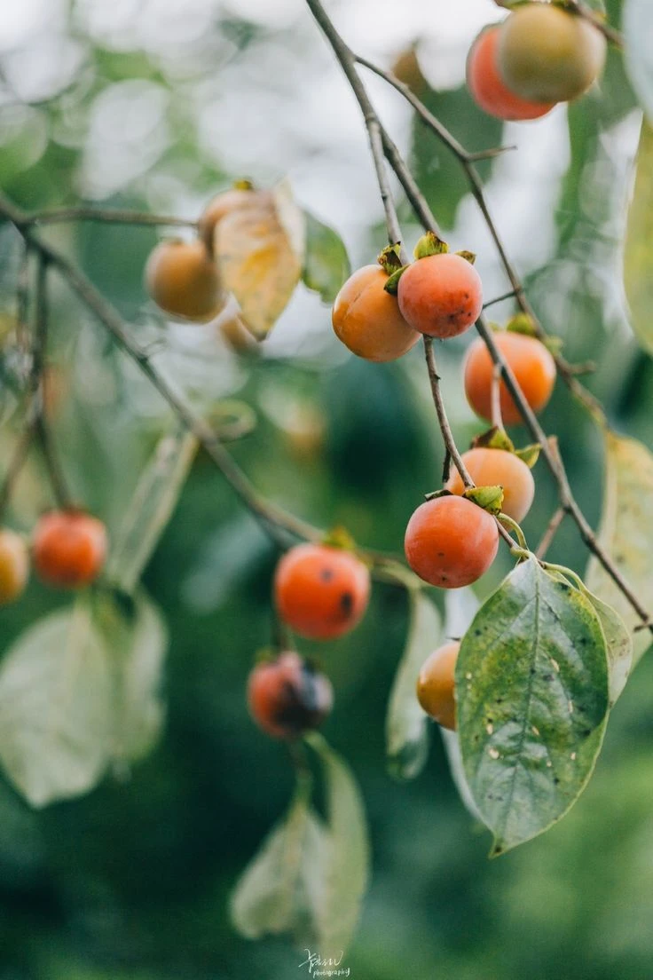 Top Những Mẫu Ảnh Thiên Nhiên Đẹp Nhất Chuẩn Full 4K