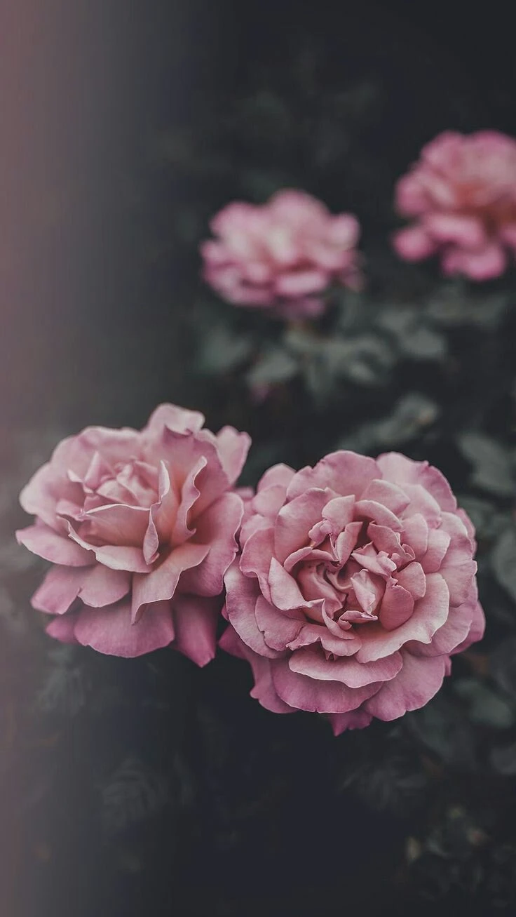 Top Những Mẫu Ảnh Thiên Nhiên Đẹp Nhất Chuẩn Full 4K