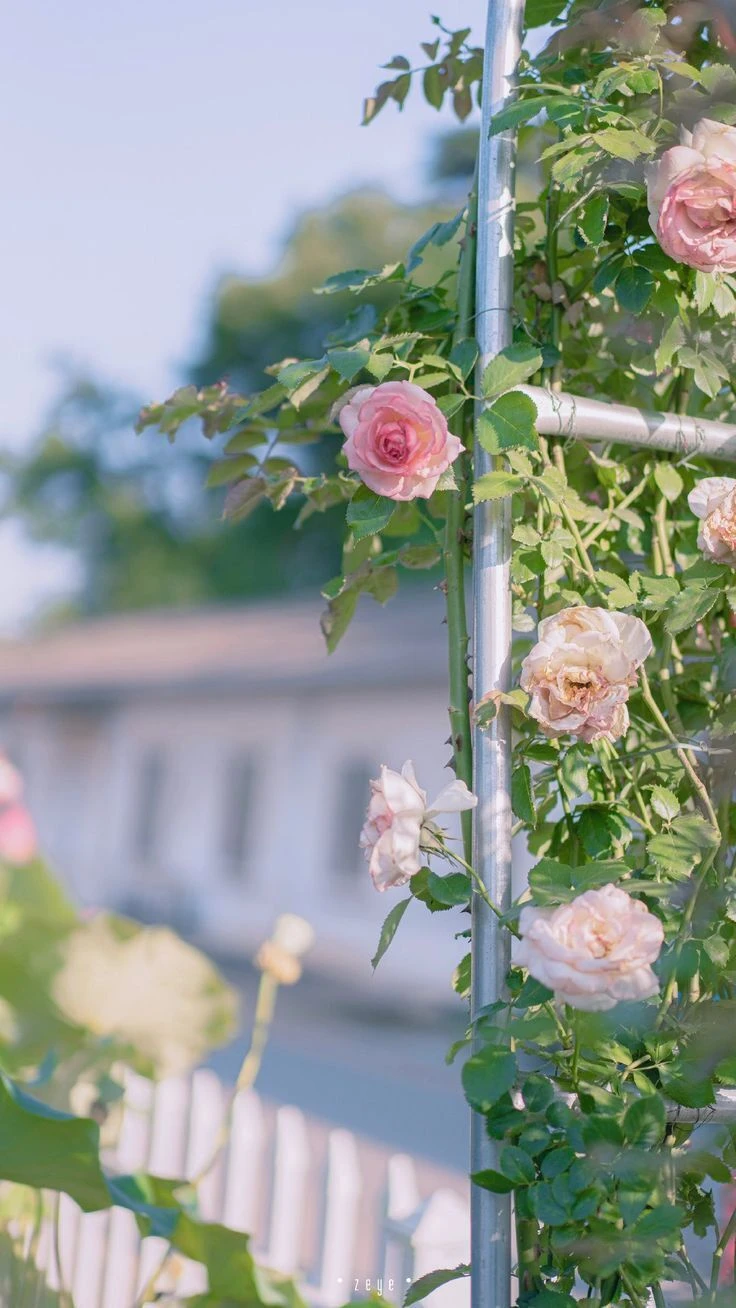 Top Những Mẫu Ảnh Thiên Nhiên Đẹp Nhất Chuẩn Full 4K