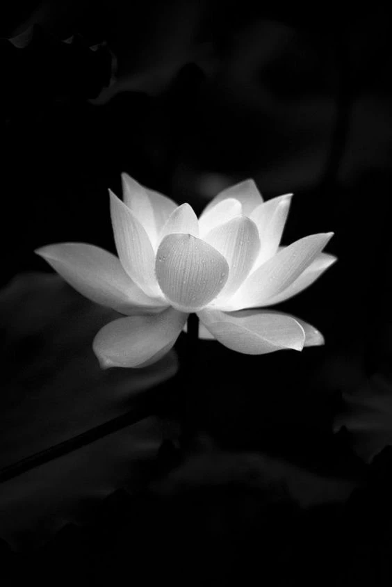 TOP 199+ Hình nền đen buồn, đẹp, chất, full HD cho điện thoại, máy tính