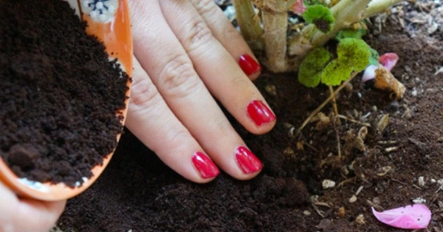 Người trồng rau tại nhà mách nhau bí kíp trị ốc sên hiệu quả