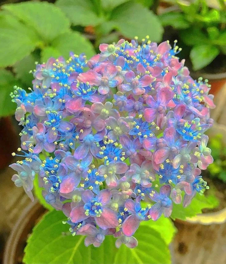 Top Những Mẫu Ảnh Thiên Nhiên Đẹp Nhất Chuẩn Full 4K