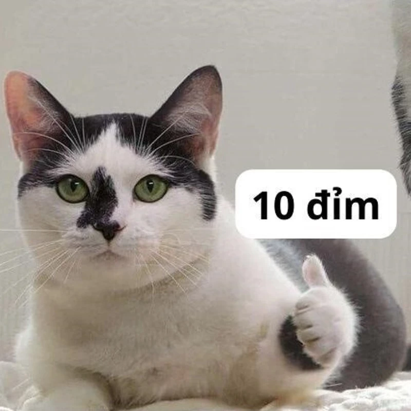 Bộ ảnh meme 10 điểm hài hước, bao đa dạng